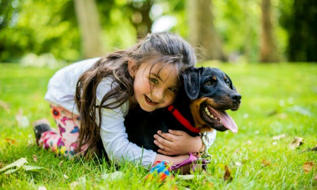 Comment soigner rapidement un hot spot canin et éviter l&rsquo;infection ?