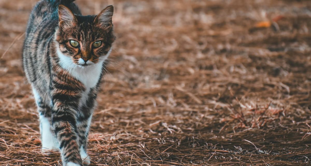 Huile de saumon pour le poil du chat : utile ?