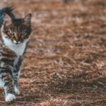 Huile de saumon pour le poil du chat : utile ?