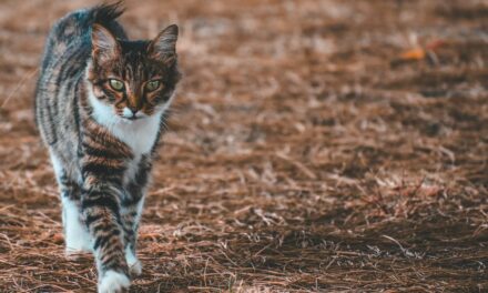Huile de saumon pour le poil du chat : utile ?