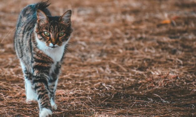 Huile de saumon pour le poil du chat : utile ?