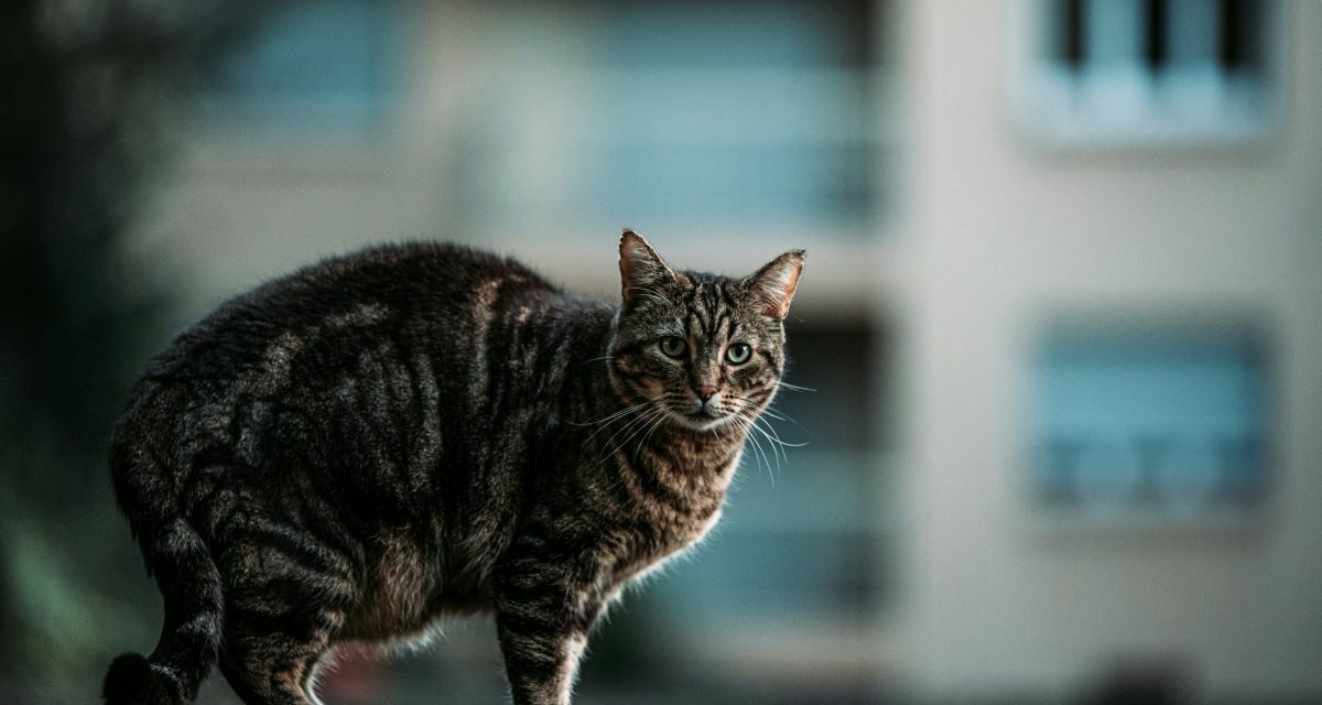 Chat craintif ou traumatisé : comment l&rsquo;aider à surmonter ses peurs ?