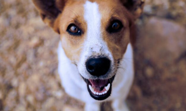 Pourquoi mon chien aboie quand je pars et comment le calmer ?