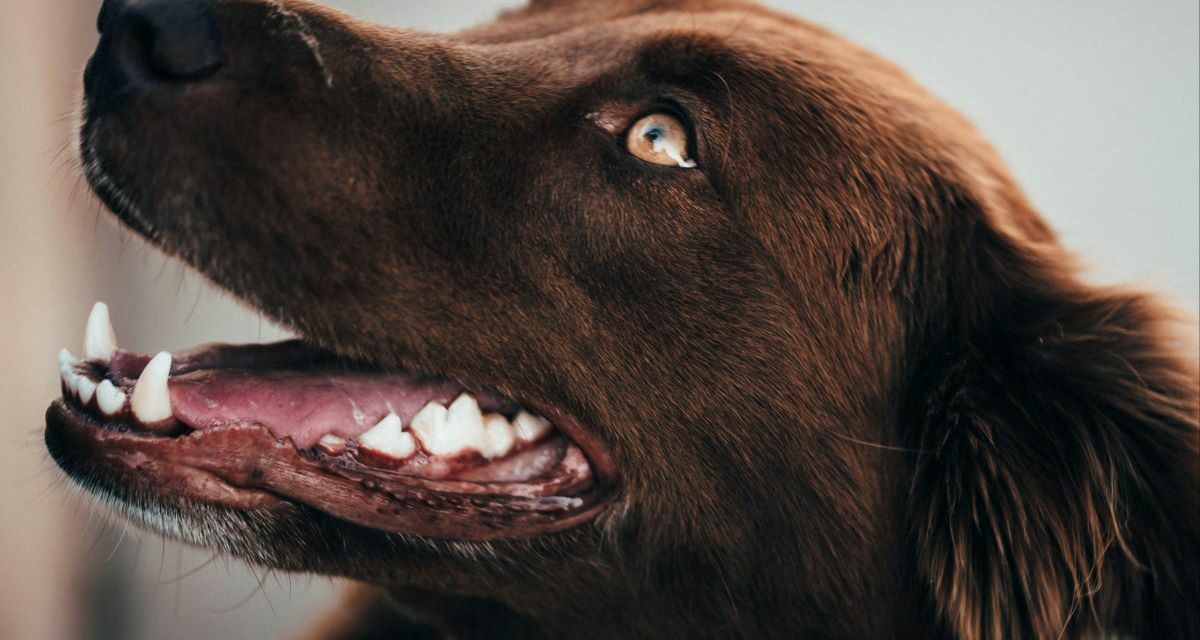 Comment reconnaître et soigner une otite chez le chien ?