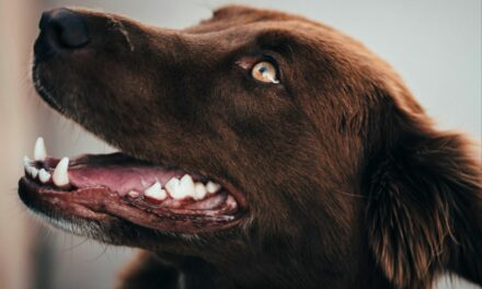 Comment reconnaître et soigner une otite chez le chien ?