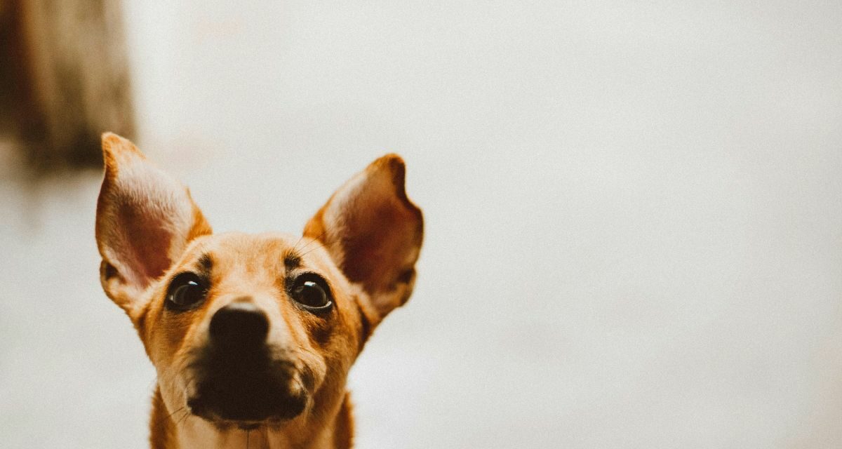 Comment reconnaître et hydrater la peau sèche de votre chien ?