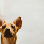 Comment reconnaître et hydrater la peau sèche de votre chien ?