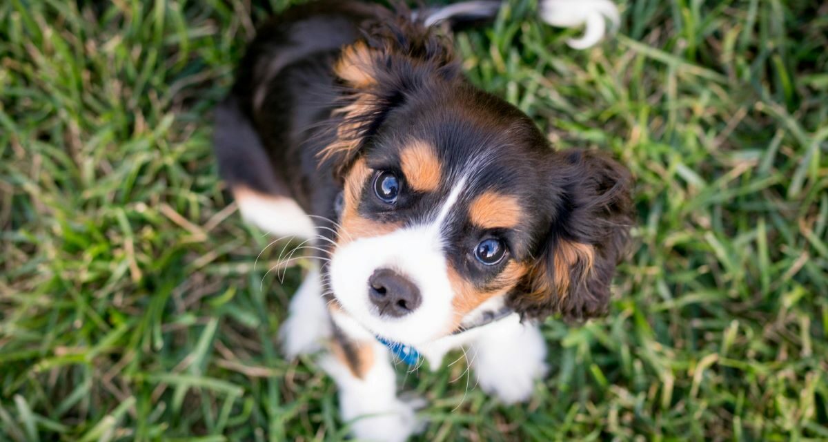 Socialisation du chiot : la méthode progressive pour éviter les troubles comportementaux