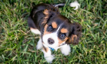 Socialisation du chiot : la méthode progressive pour éviter les troubles comportementaux
