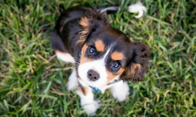 Socialisation du chiot : la méthode progressive pour éviter les troubles comportementaux