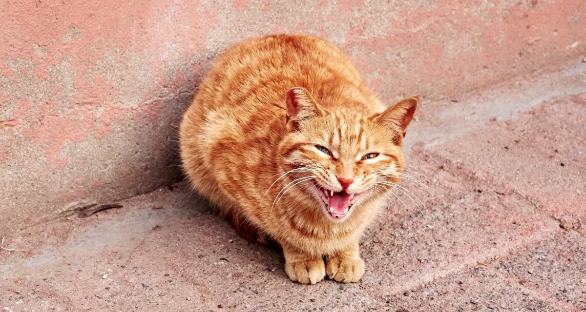 Teigne du chat et transmission à l&rsquo;humain : le guide complet