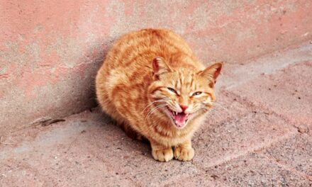 Teigne du chat et transmission à l&rsquo;humain : le guide complet