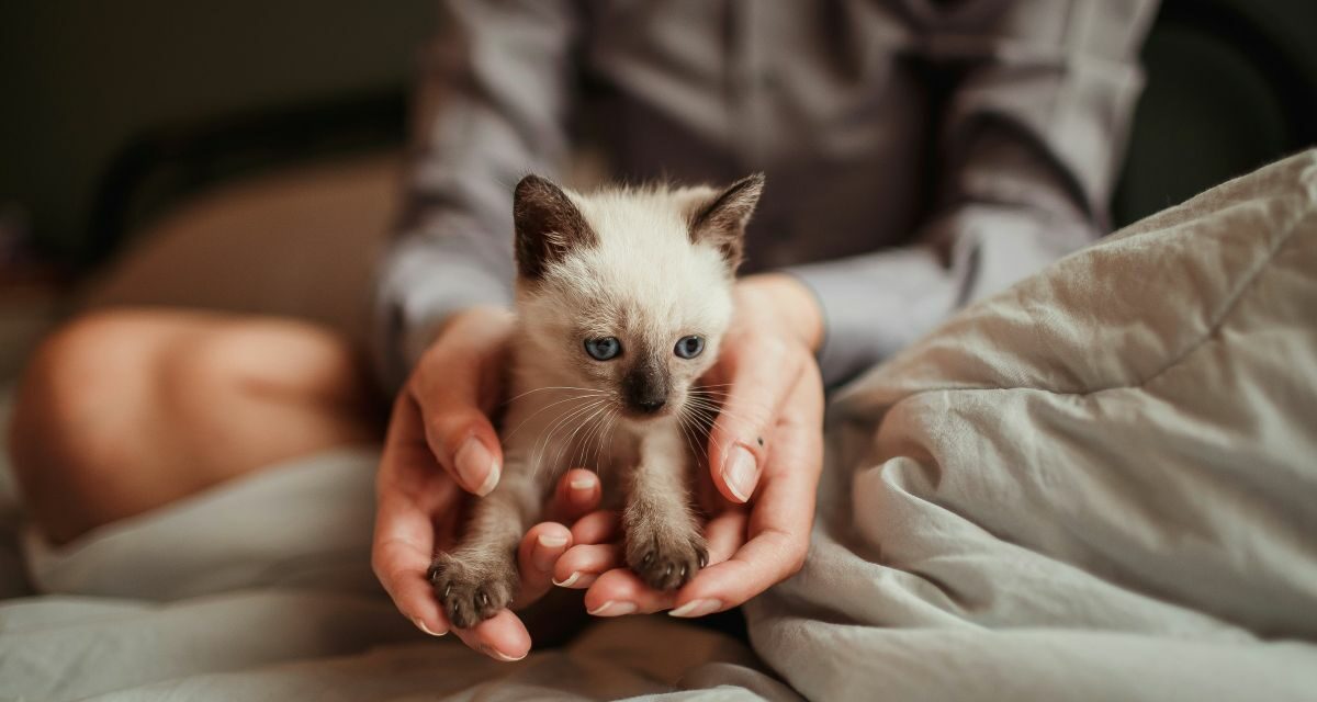 La teigne du chat : comment identifier cette mycose et s&rsquo;en débarrasser ?