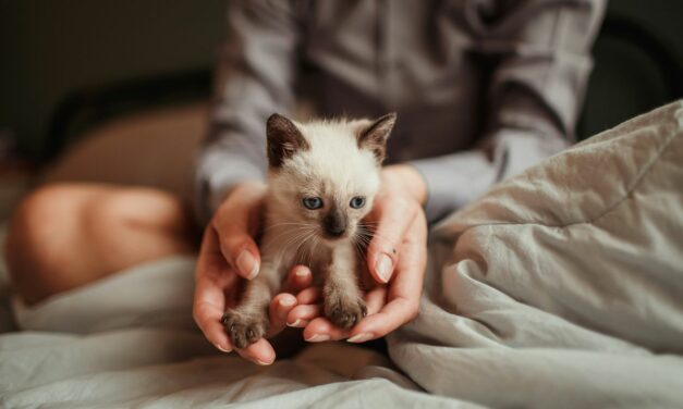La teigne du chat : comment identifier cette mycose et s&rsquo;en débarrasser ?