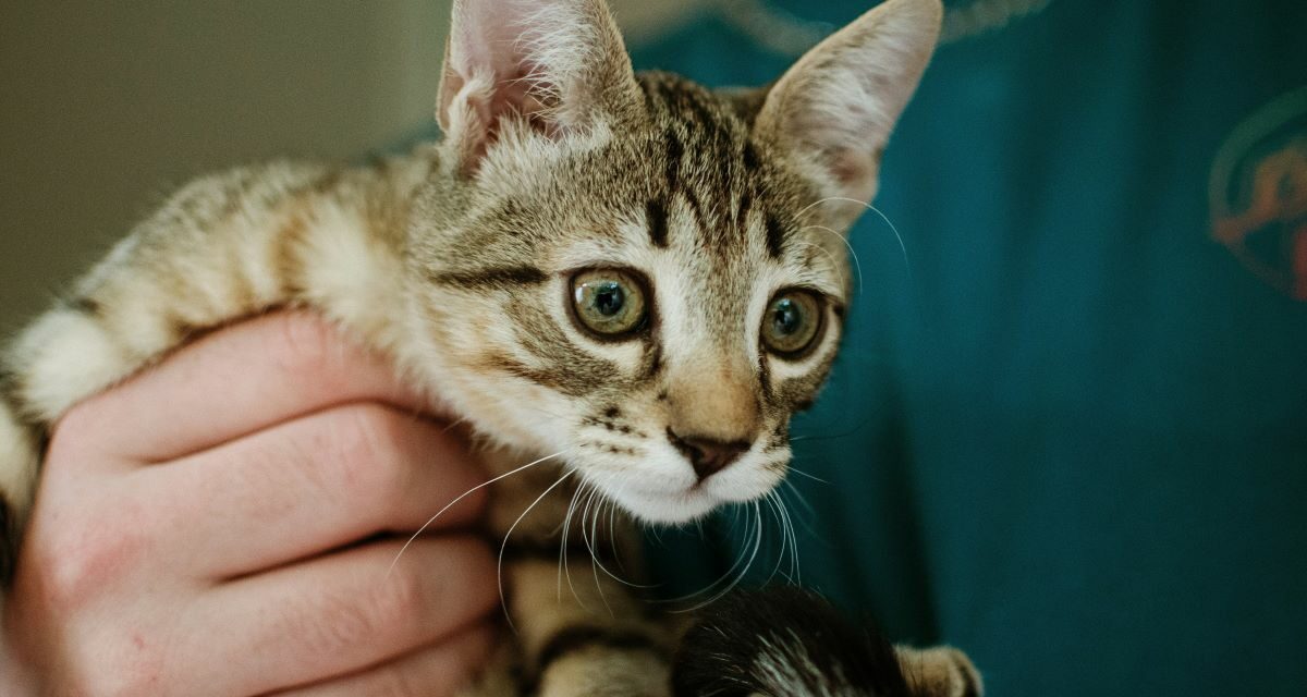 Comment calmer un chat angoissé par le rendez-vous chez le vétérinaire ?
