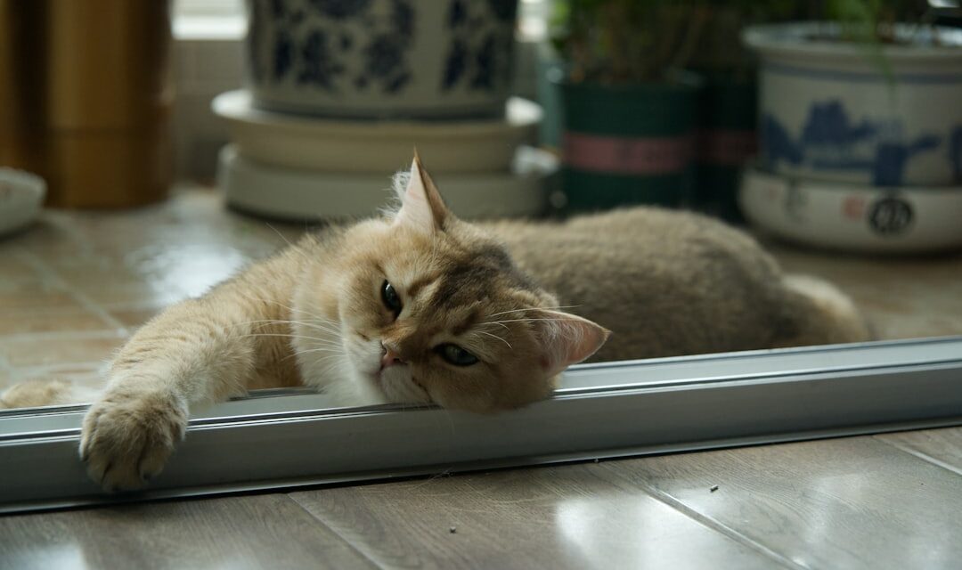 Phéromones pour chat : efficacité, choix et utilisation