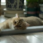 Phéromones pour chat : efficacité, choix et utilisation