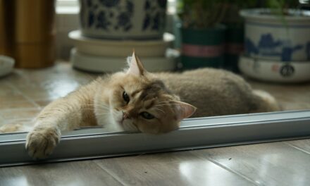Phéromones pour chat : efficacité, choix et utilisation