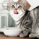 Alimentation du chat stérilisé : choisir et ajuster sa ration