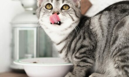 Alimentation du chat stérilisé : choisir et ajuster sa ration