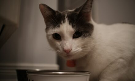 Gingivite du chat : reconnaître la douleur et agir
