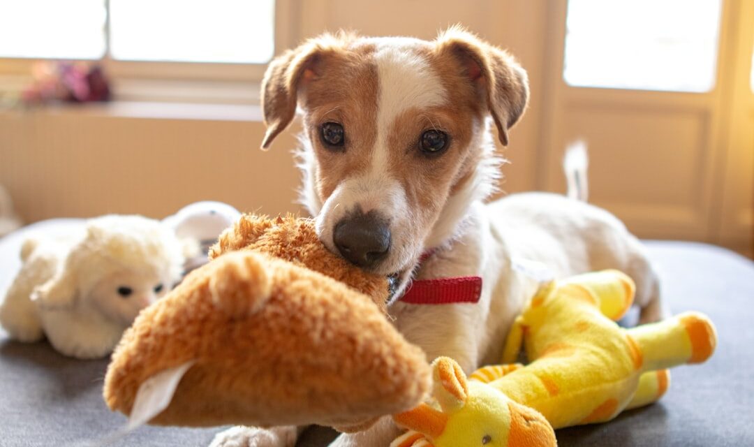 Mon chiot mordille : comprendre et lui apprendre à jouer doucement