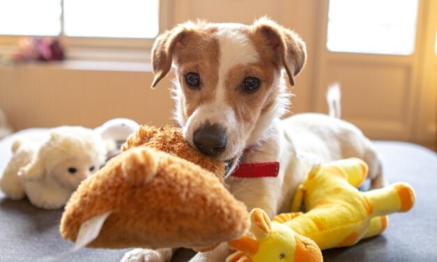 Mon chiot mordille : comprendre et lui apprendre à jouer doucement