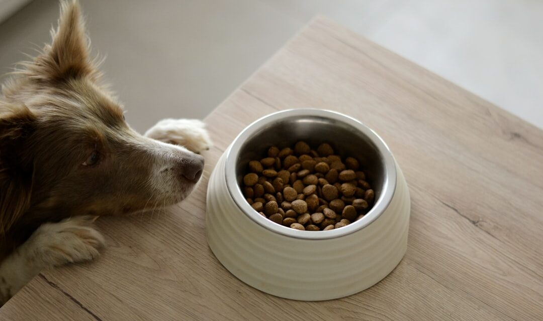 Huile de saumon pour chien : bienfaits, choix et précautions