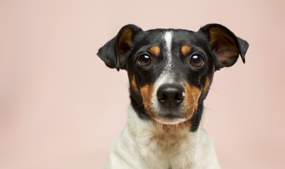 Mauvaise haleine du chien : causes et soins utiles