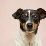 Mauvaise haleine du chien : causes et soins utiles