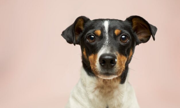 Mauvaise haleine du chien : causes et soins utiles